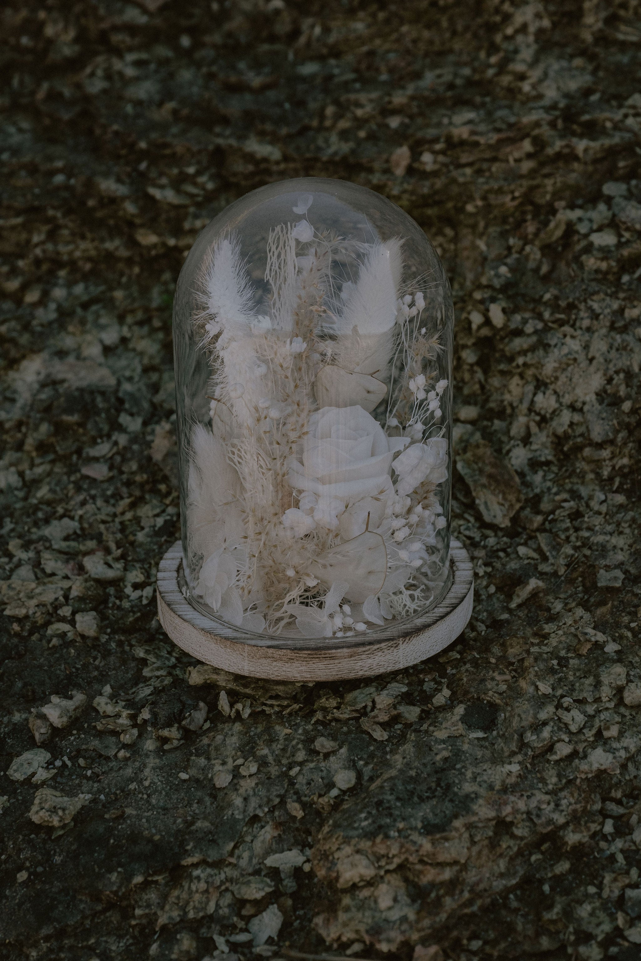 Cloche Brume – Fleurs séchées & stabilisées blanches – Latte Brume